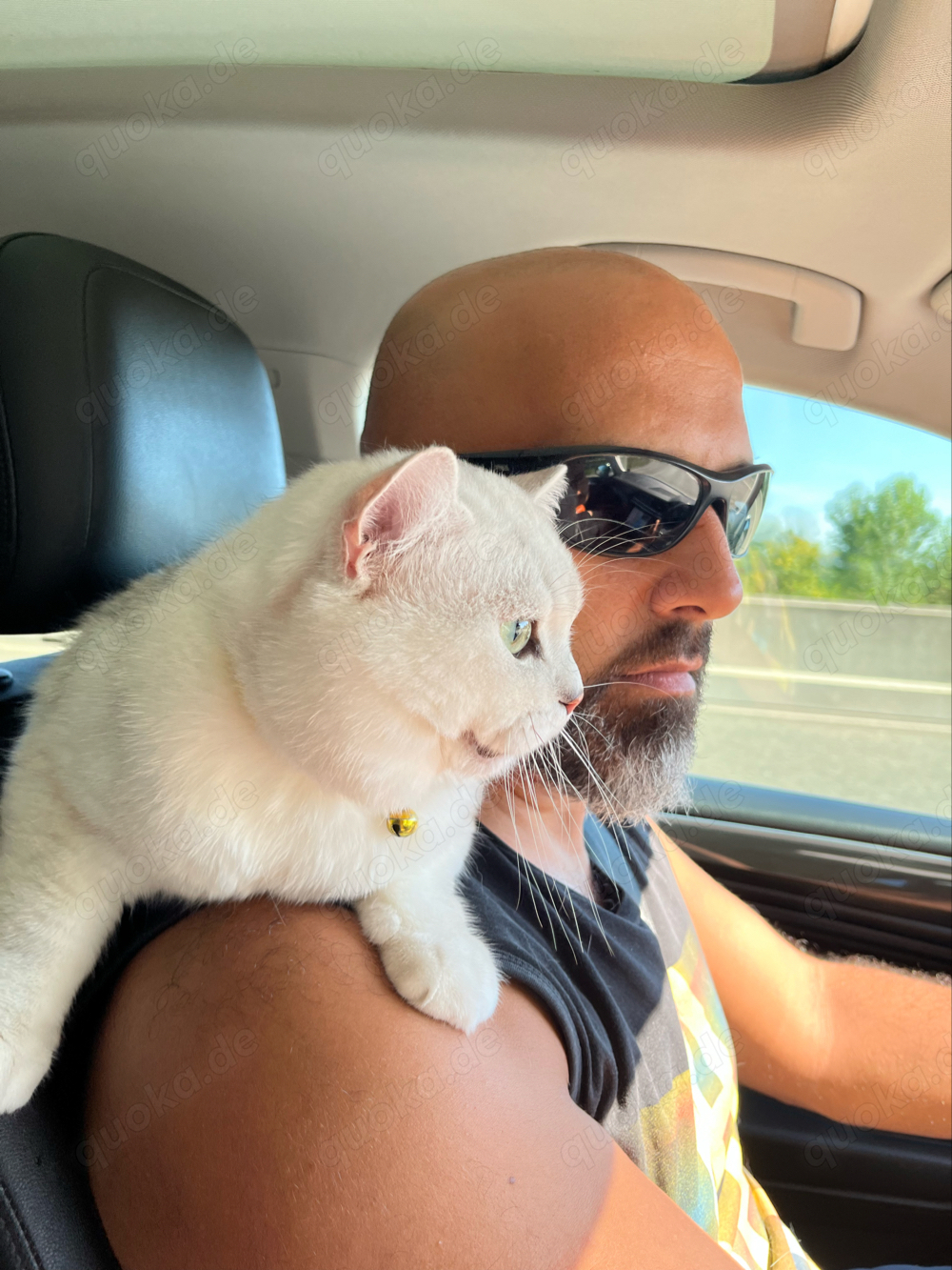 Erfahrener BKH Deckkater