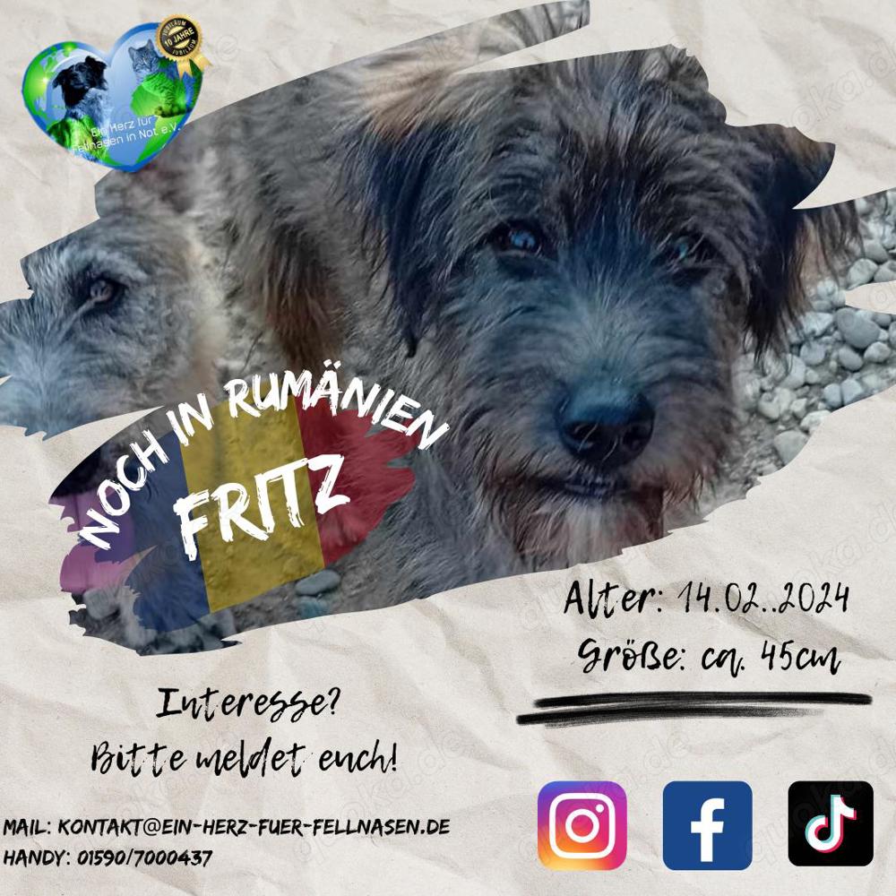 Im Tierheim aufgewachsen - Fritz hätte gern eine Familie