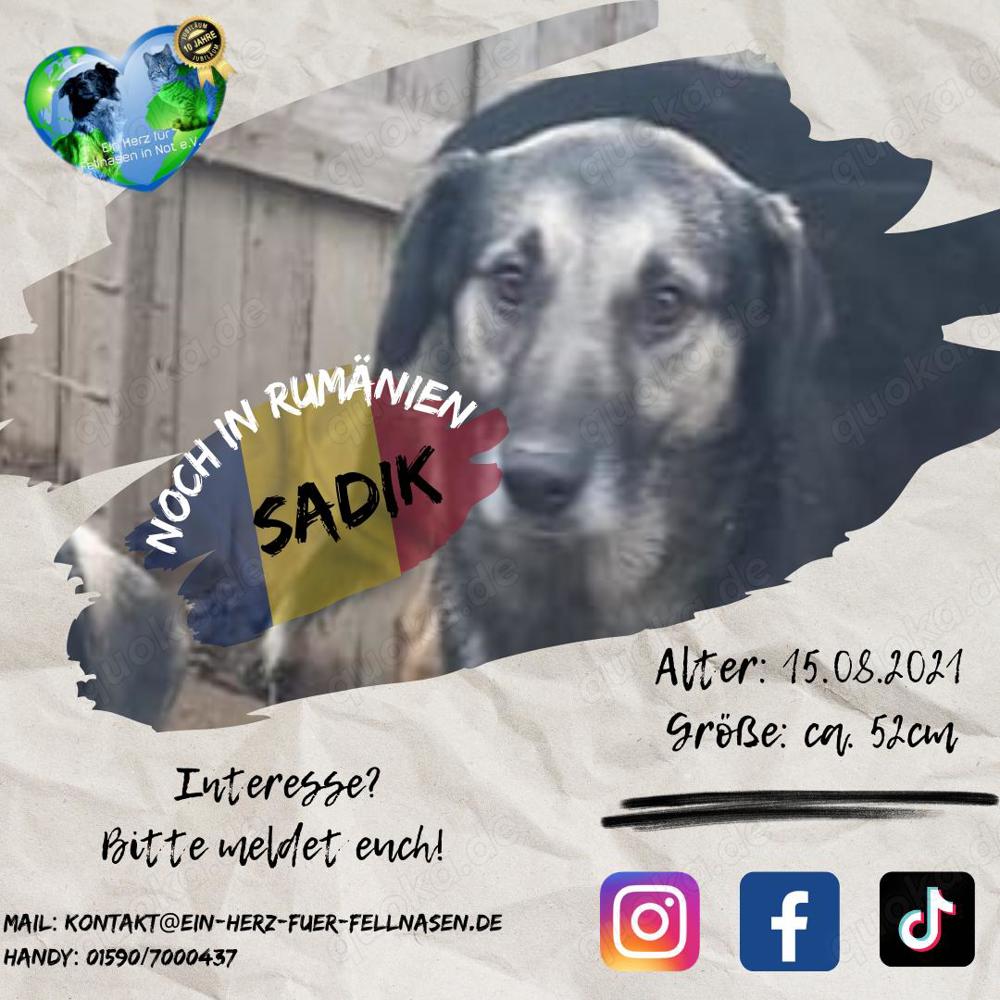Wer will Sadik ein Zuhause geben