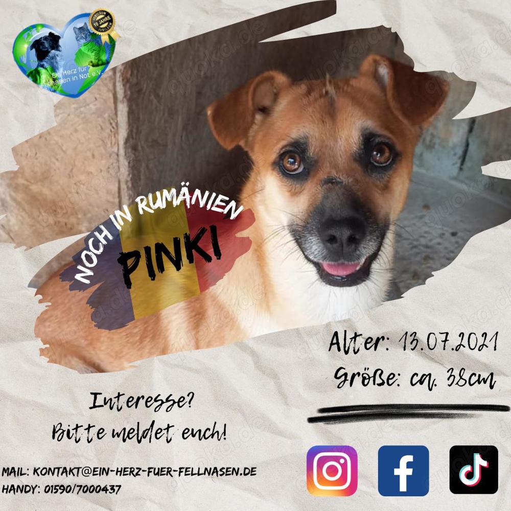 Rüde Pinki - Waschechter Straßenhund will jetzt ins flauschige Körbchen bei dir