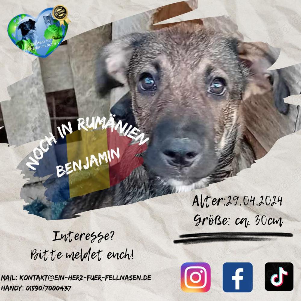 süßer Benjamin kam mit seinen Geschwistern ins Tierheim