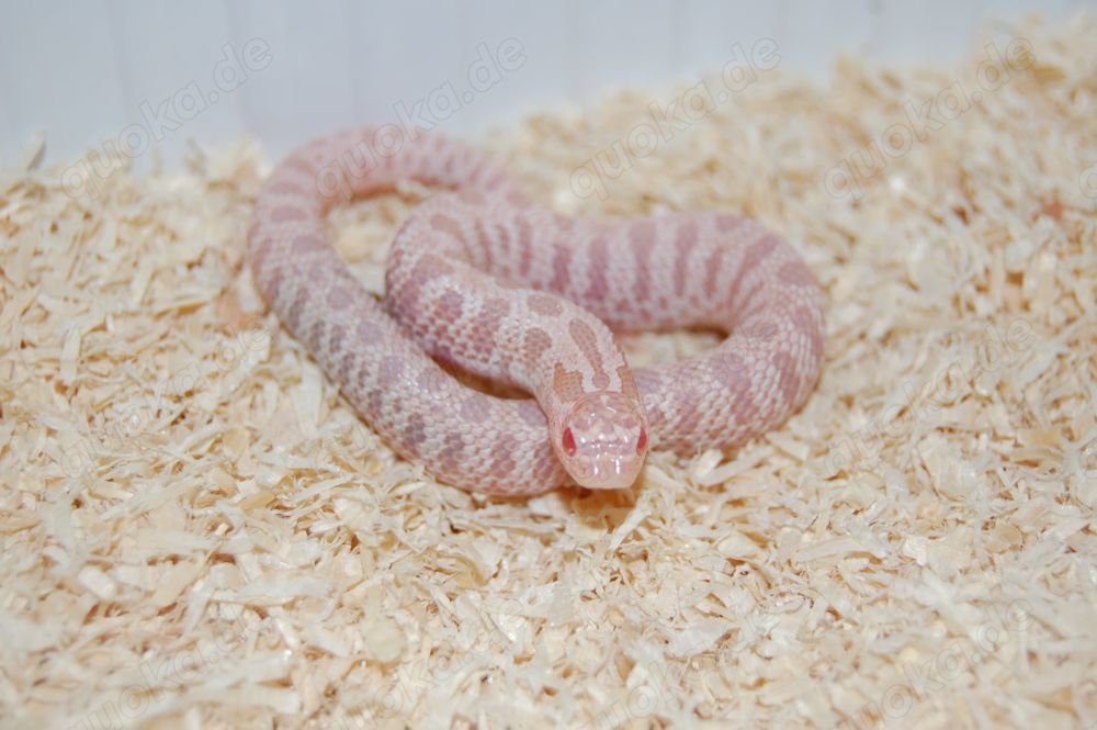 Heterodon nasicus - Hakennasennattern - Hognose - Lystrophis   Xenodon pulcher