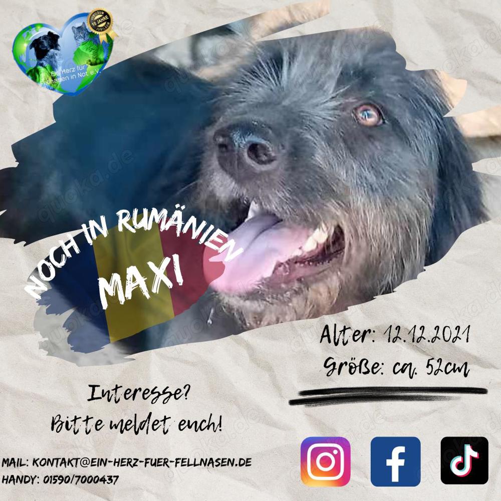 Maxi wurde im Müll entsorgt - er hat Glück verdient