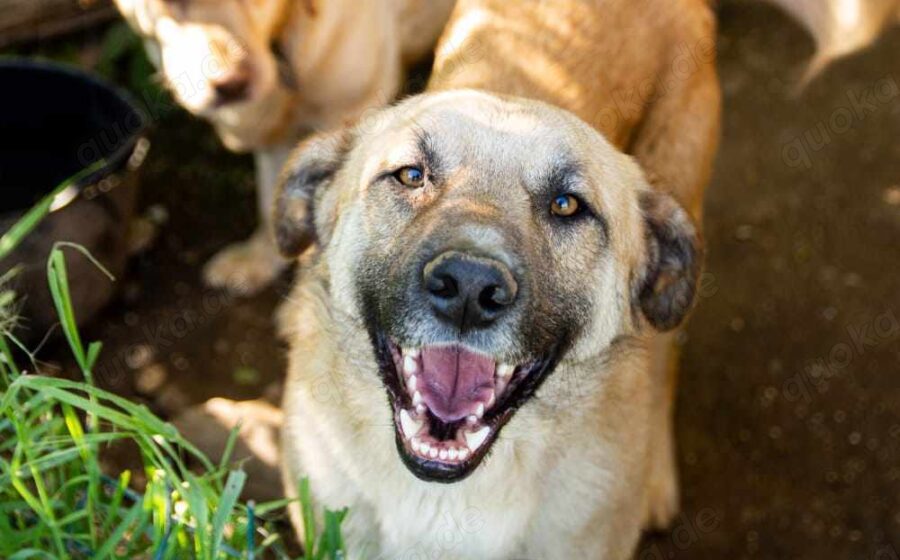 Freundlicher und lebensfroher Abruzzo sucht ein neues Zuhause