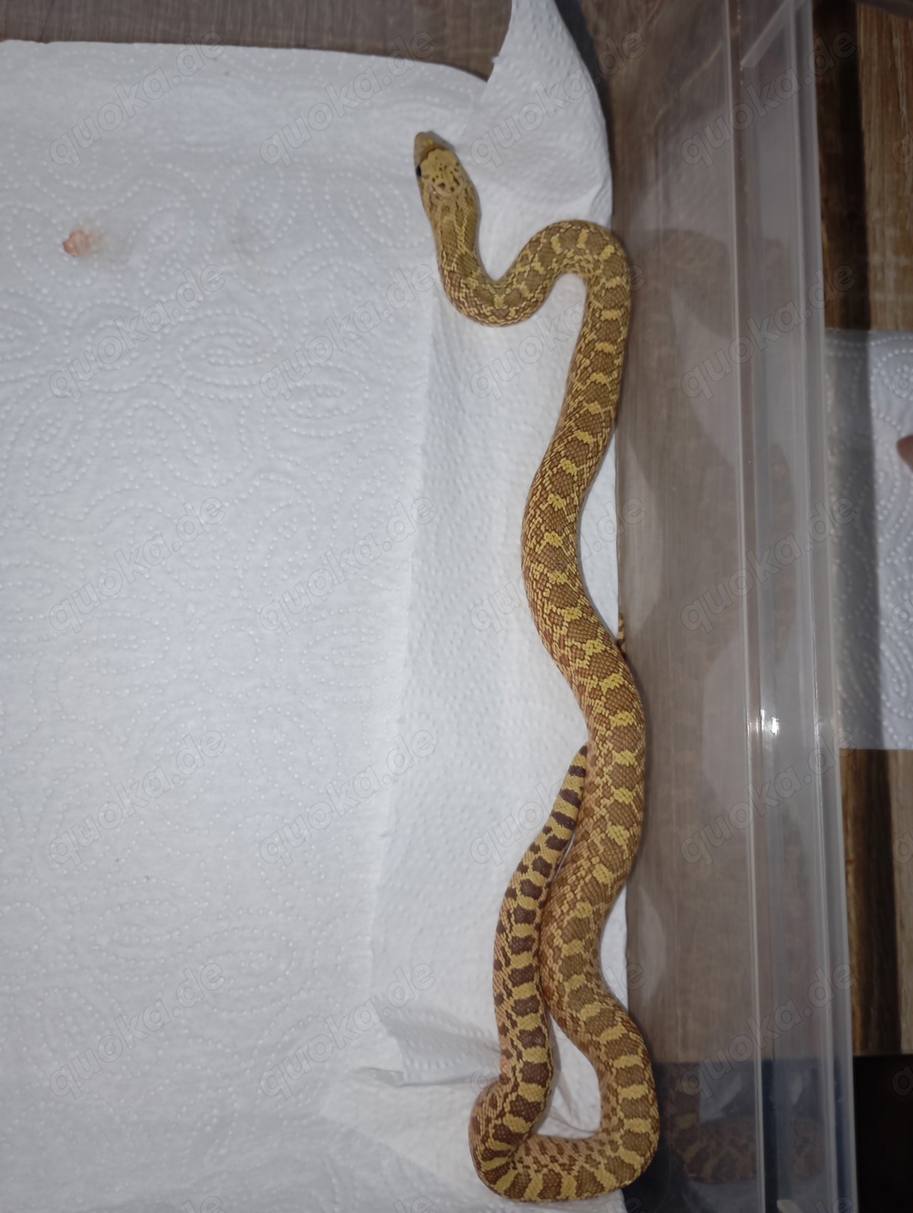 Pituophis catenifer sayi - Bullennatter