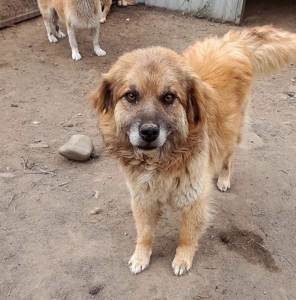 Duke, 6 Jahre alt, ruhig, gelassen sucht Fürimmerzuhause Duke, 6 Jahre alt, ruhig, gelassen sucht Fürimmerzuhause
