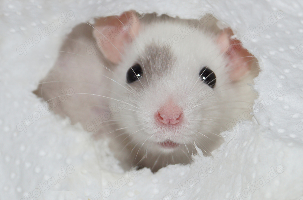 Frankfurter-Rats - Warteliste