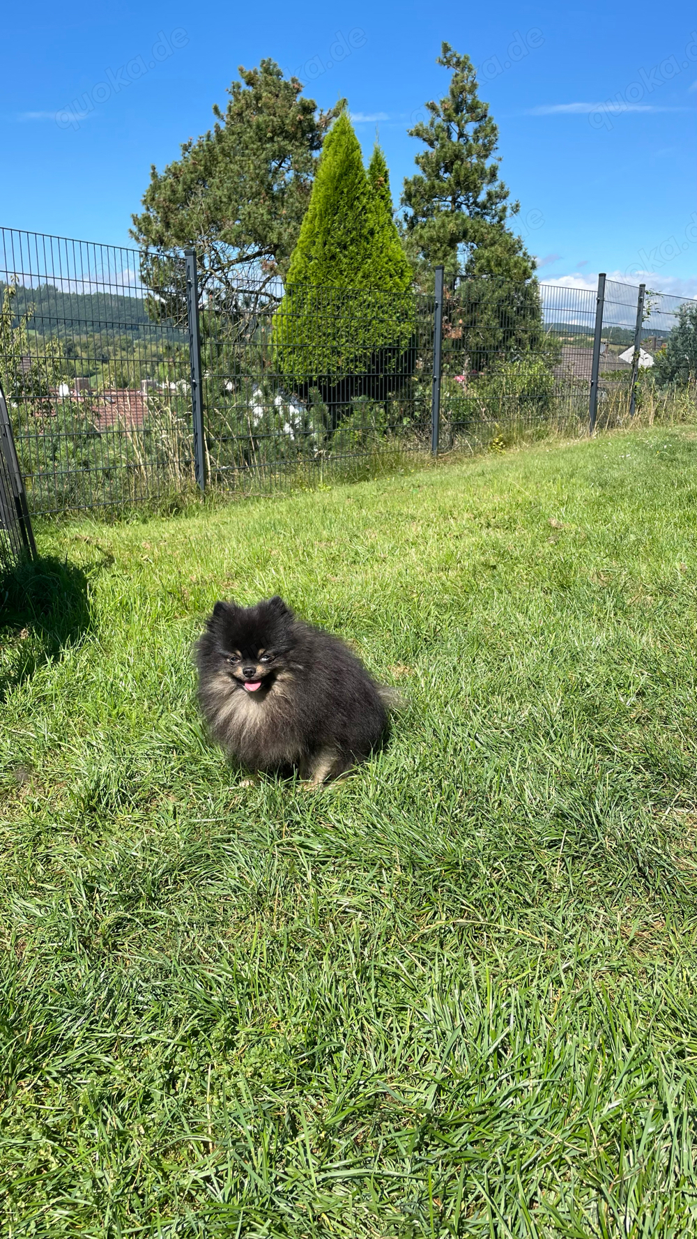 Deckrüde mit Stammbaum Zwergspitz Pomeranian black and tan 