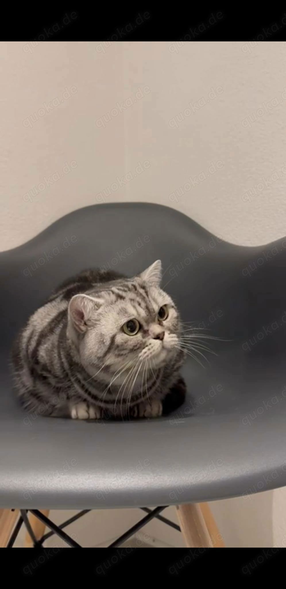 Reinrassige BKH Deckkater in Haarfarbe Black Silber Classic Tabby(Stammbaum)