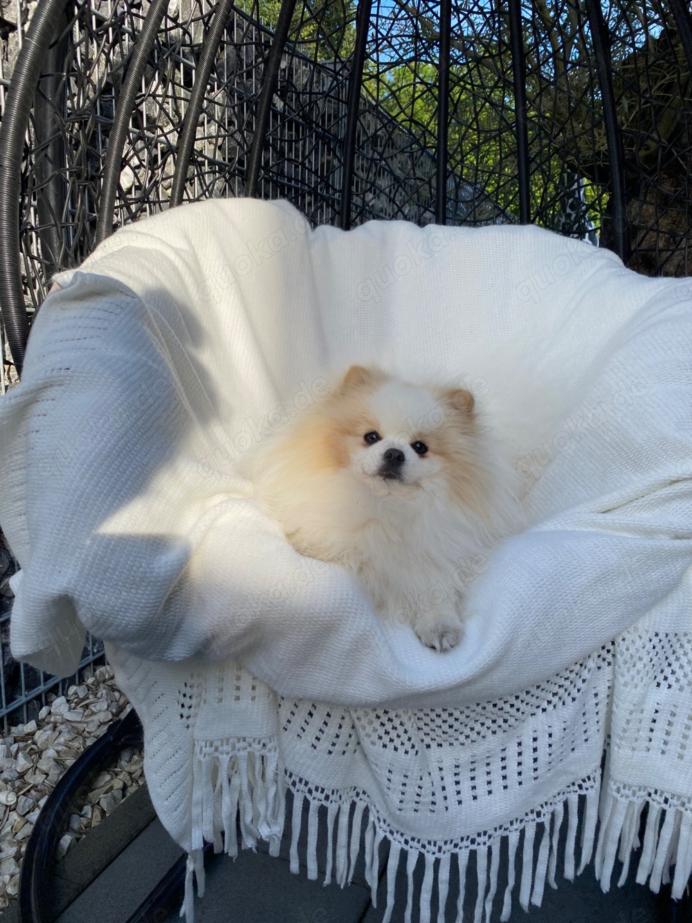 Pomeranian freut sich auf Damenbesuche