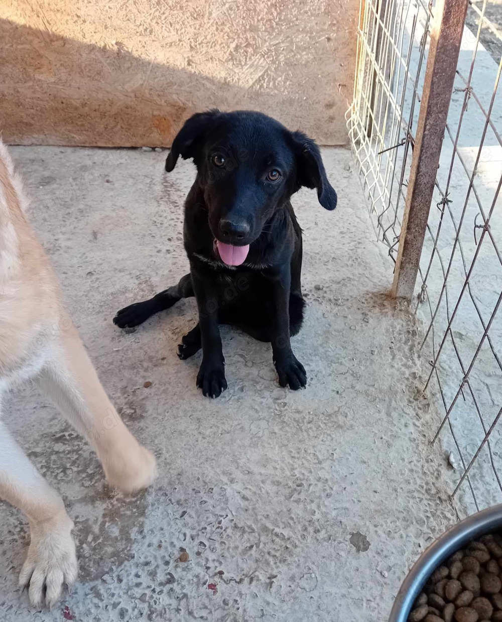 Hundemädl Sare würde gern ihr eigenes Körbchen haben