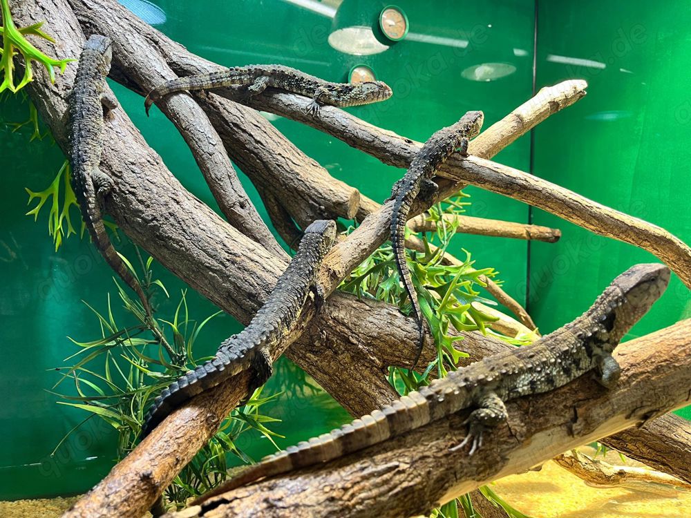 Chinesische Krokodilschwanzechse (Shinisaurus crocodilurus)