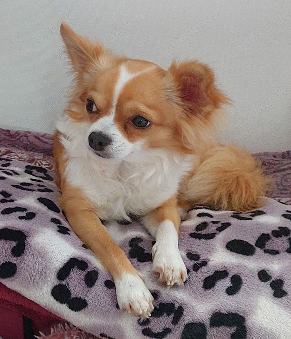 Chihuahua Deckrüden