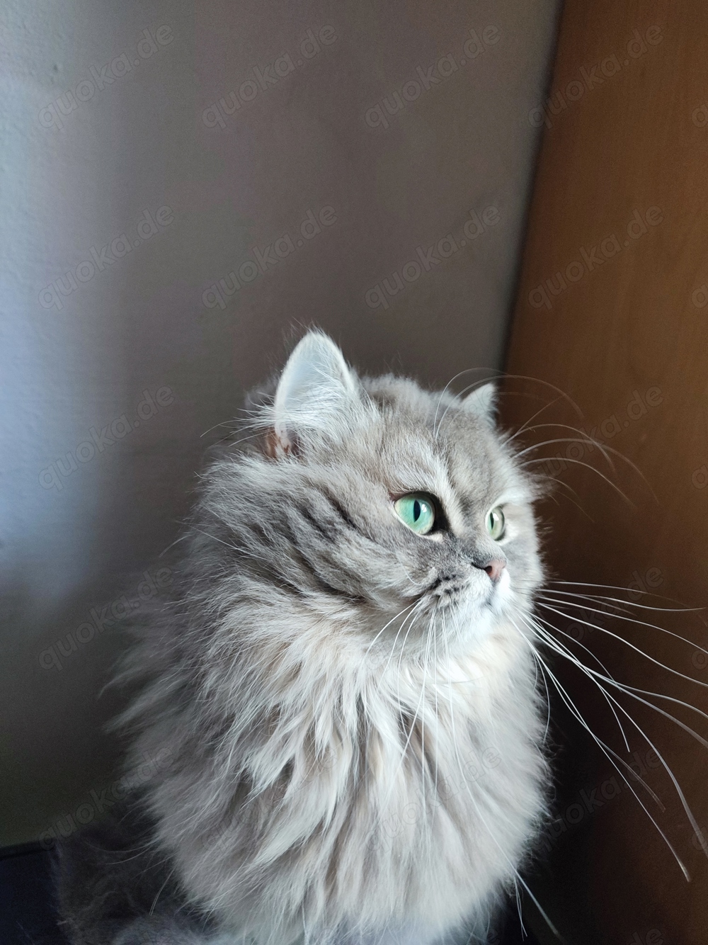 Deckkater reinrassige britisch blh blue ay 11 mit Erfahrung golden shaded grüne Augen 
