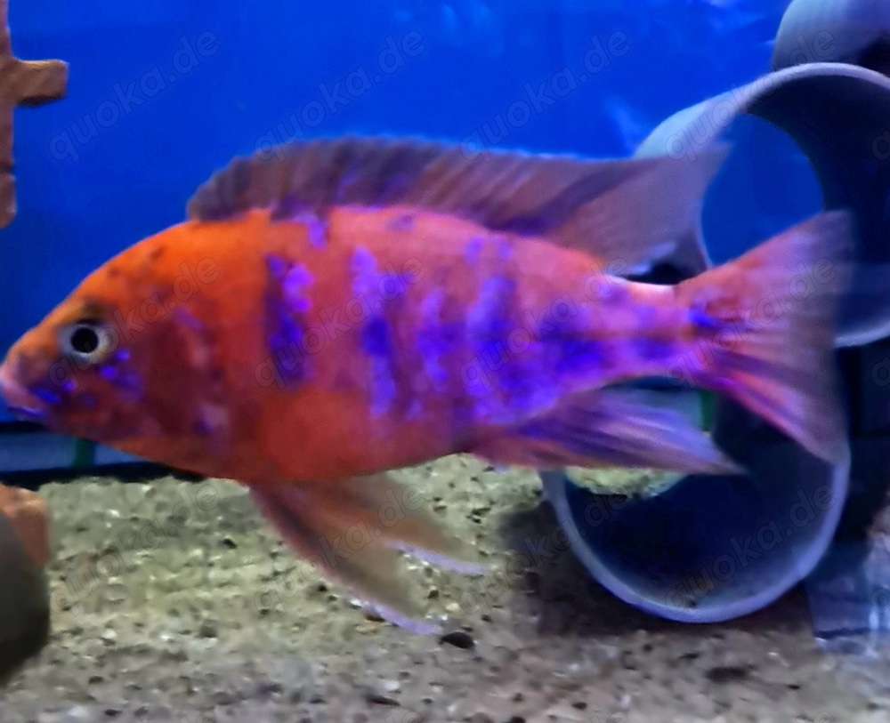 Malawis Aulonocara Redberry OB