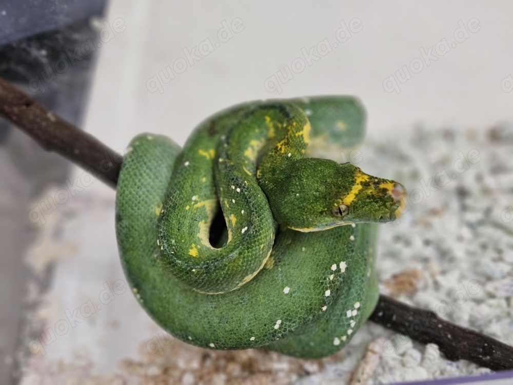 Grüner Baumpython (Morelia Viridis) weibchen 0.1