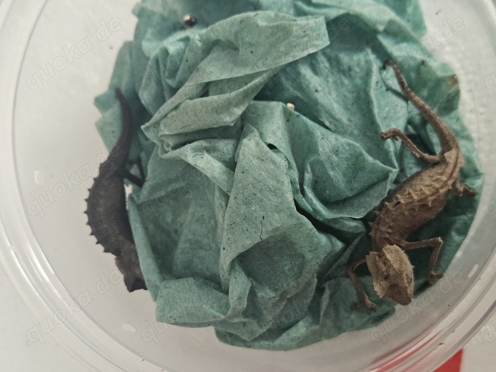 Brookesia (Chamäleon)