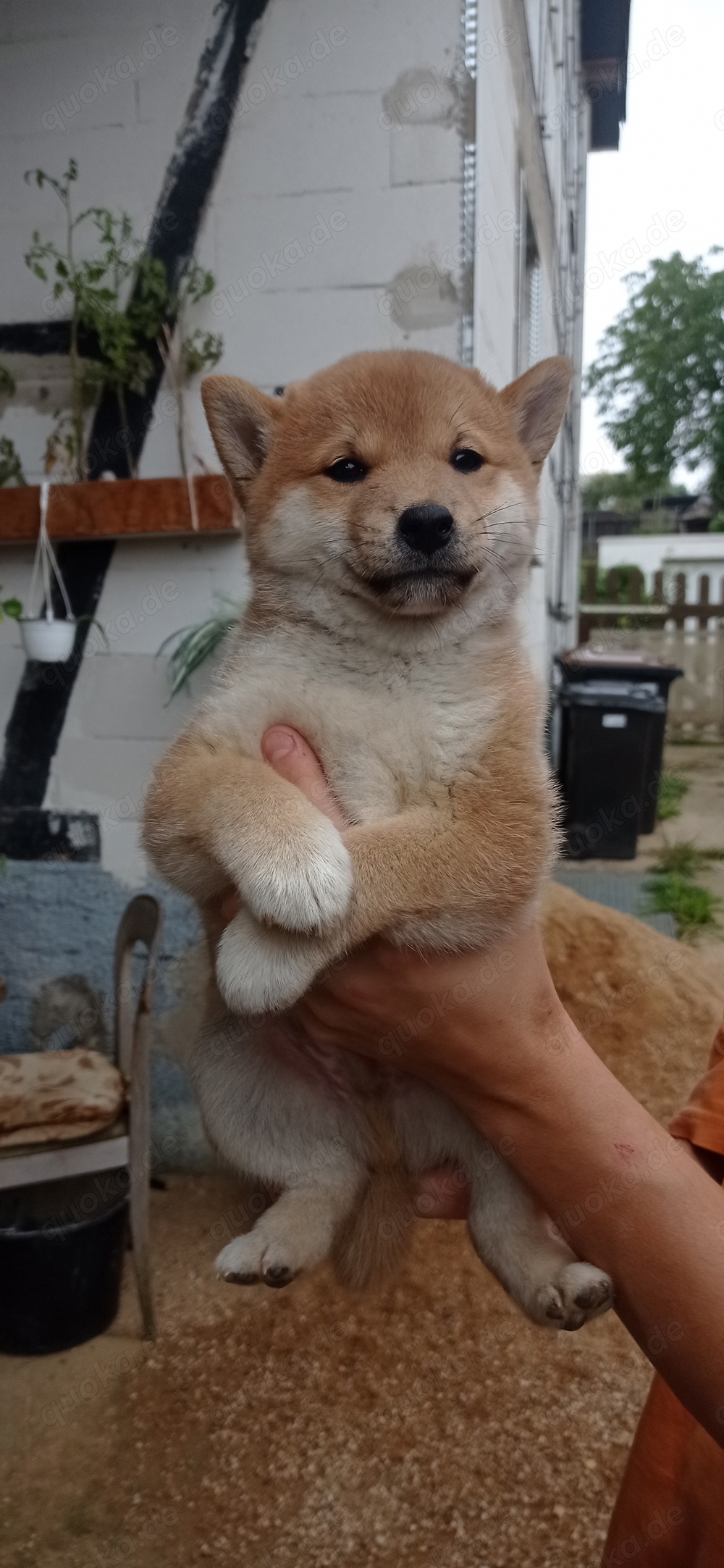 Welpen shiba inu reinrassig 