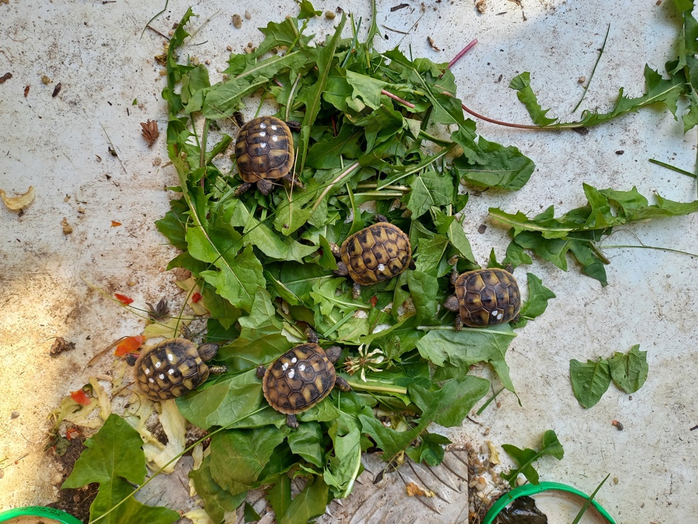 Griechische Landschildkröten