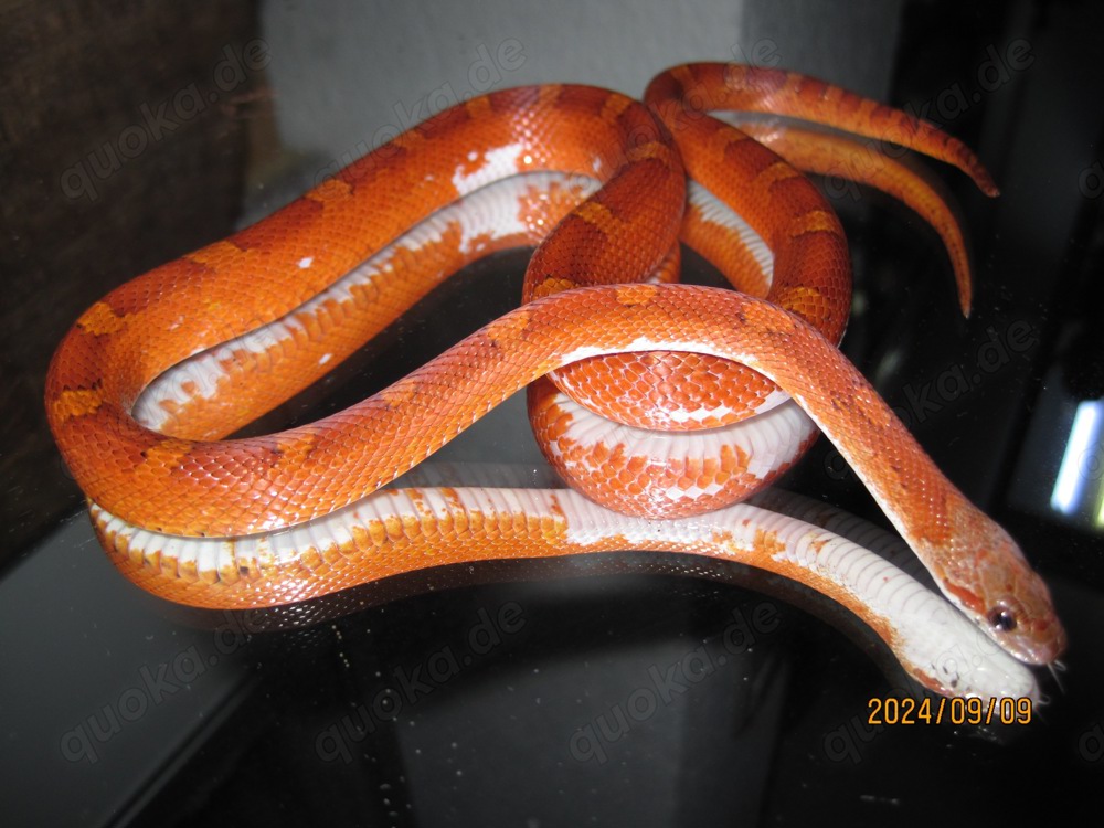 2.0 Pied Sided (Anery) Bloodred Kornnatter ENZ