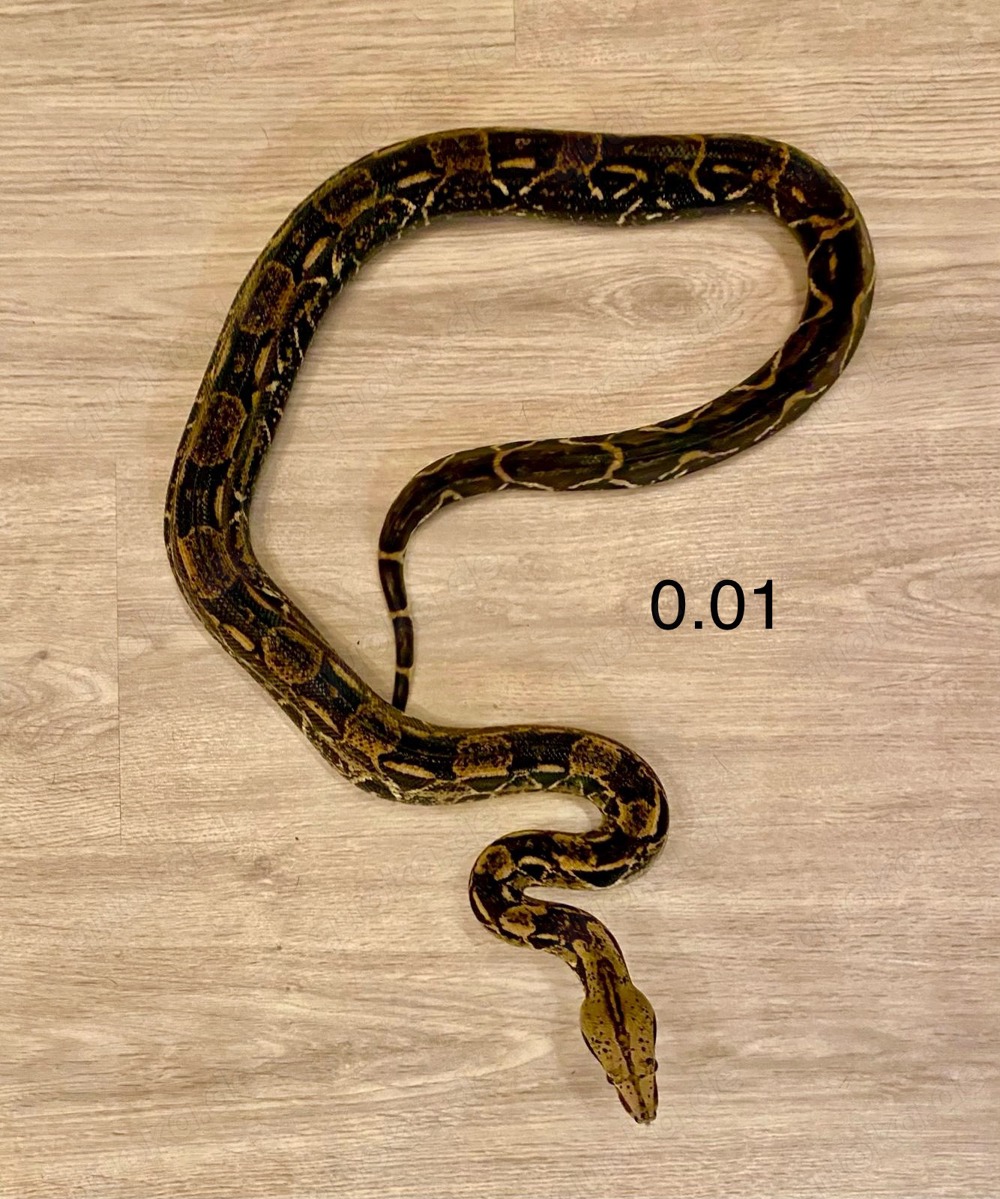 Boa constrictor imperator Abzugeben Boa constrictor imperator Abzugeben