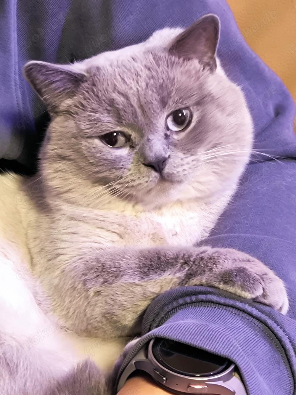 BKH Deckkater Blue Point Britisch Kurzhaar 