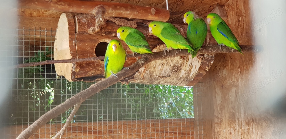 Blauflügelsperlingspapageien