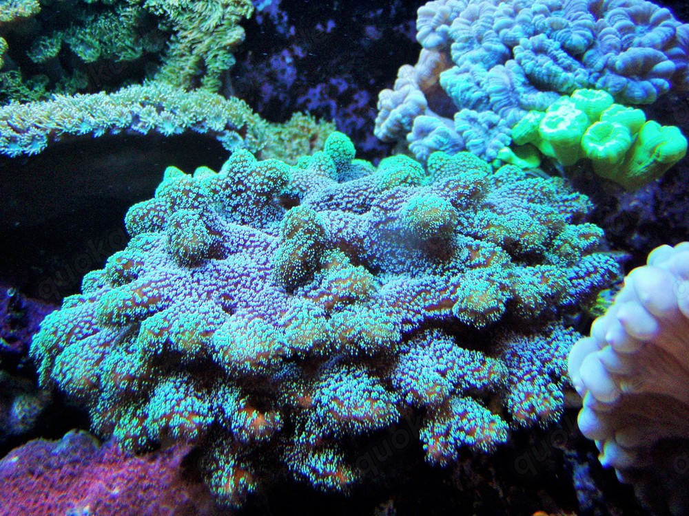 Korallenableger- Stylophora danae