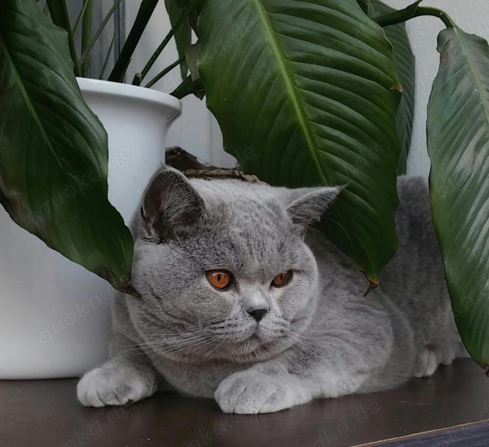 BKH Deckkater- FIN