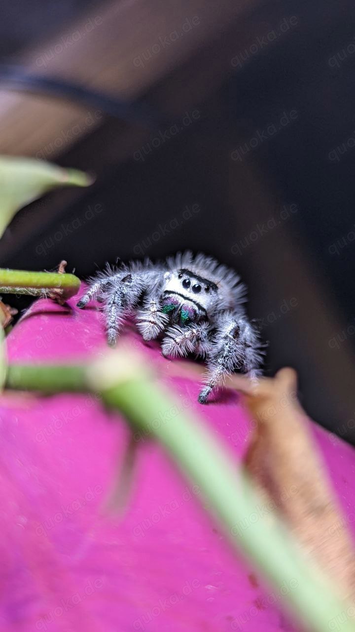 Springspinnen (Salticidae) Phidippus Regius "White" Bahamas 