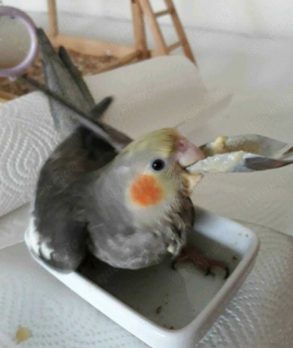 Super Handzahm, zahm, Nymphensittiche, Küken, Futterfest