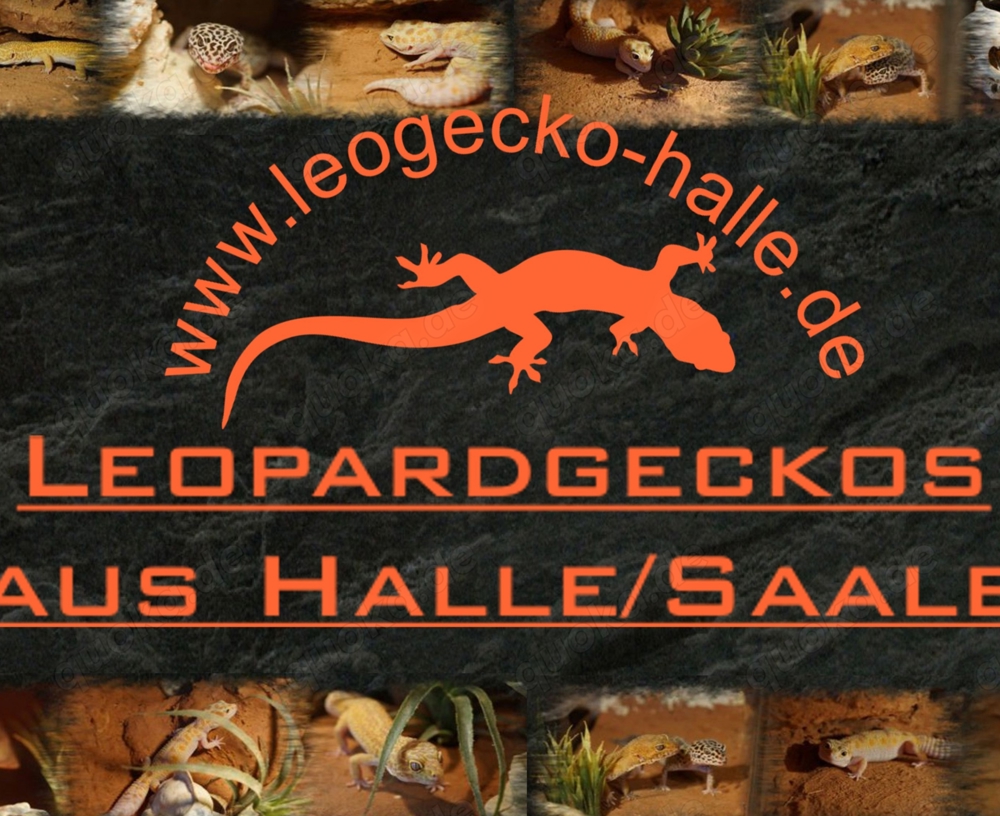 Gesunde Leopardgecko Jungtiere abzugeben