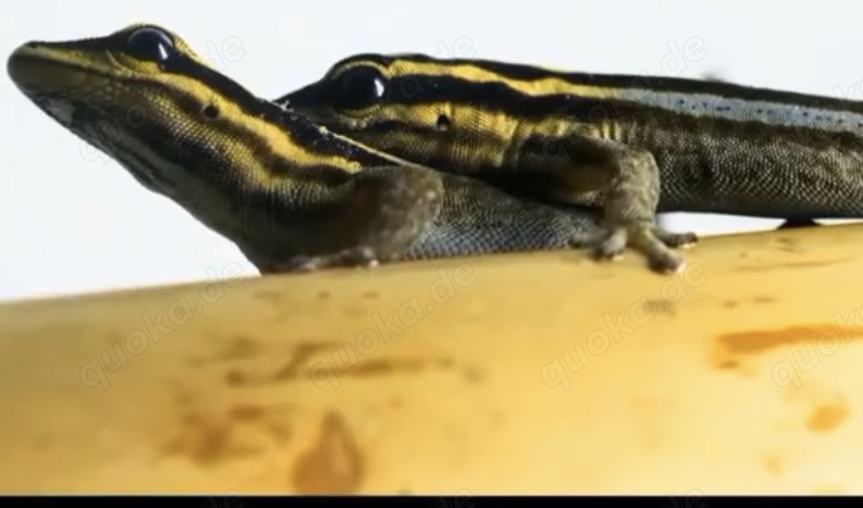 1,1 Streifenzwergtaggecko   Lygodactylus kimhowelli 