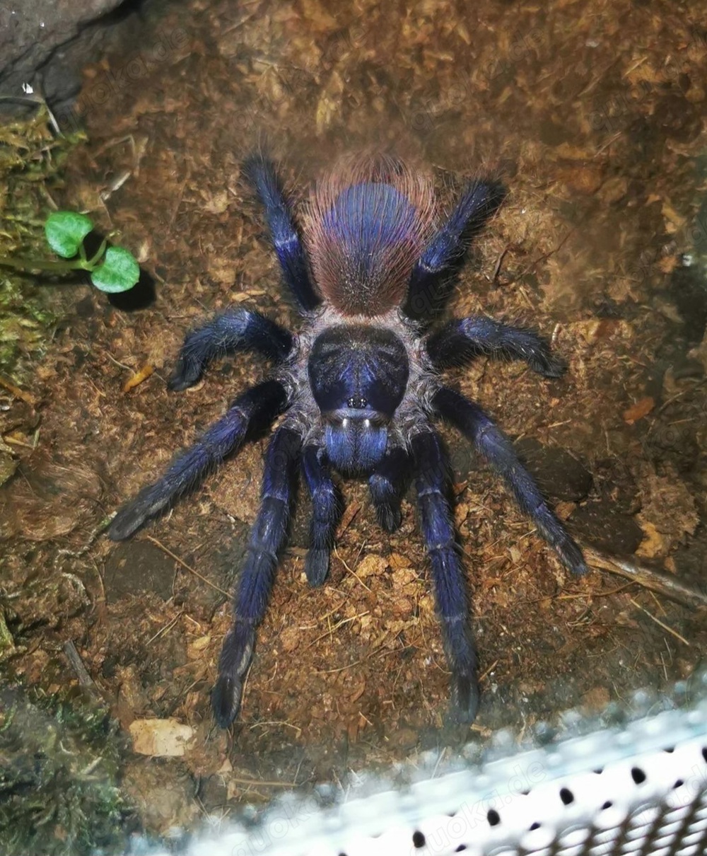  Lasiocyano sazimai 0.1