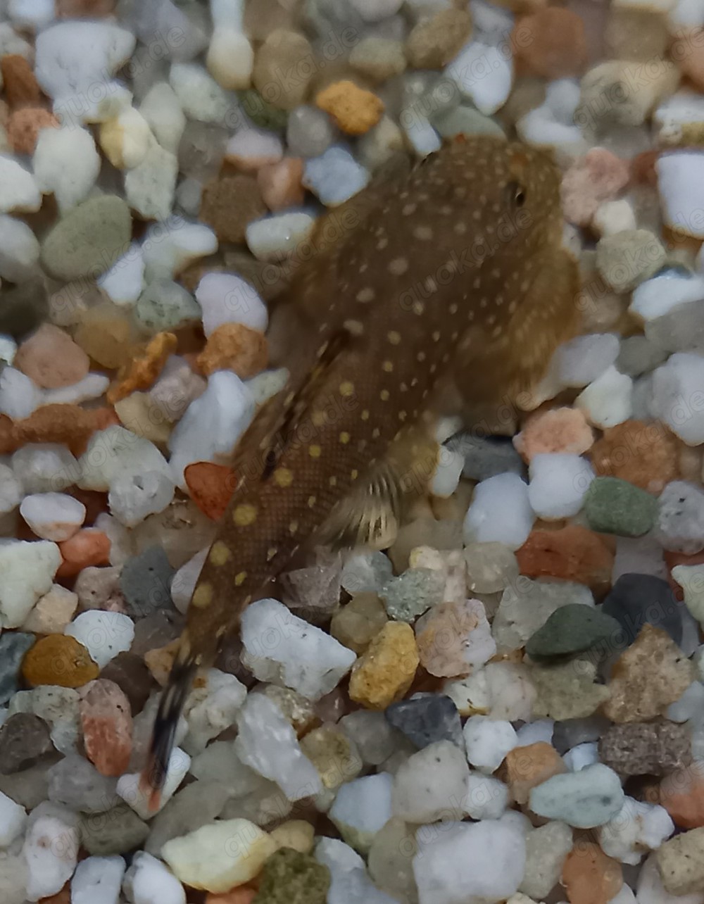 Borneo Prachtflossensauger