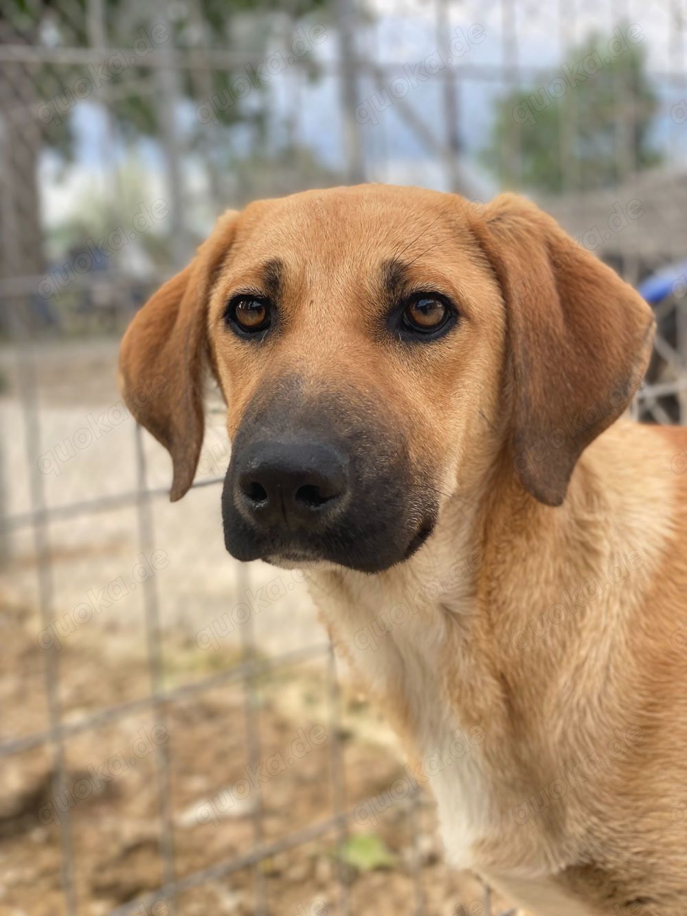 Bardo, geb. ca. 09 2023, lebt in GRIECHENLAND, im städt. Tierheim Serres 