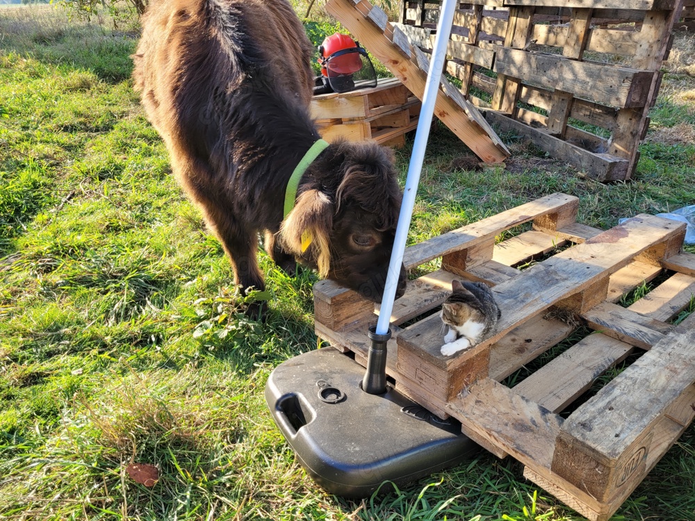 Katzen und Katzenkinder aus dem Tierschutz