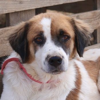 Mick, geb. ca. 12 2020, in GRIECHENLAND, auf Gelände, auf dem die Hunde notdürftig versorgt werden