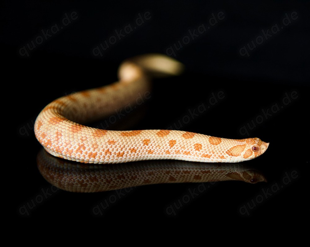 Albino Conda het. Snow (W, 06.24), Hakennasennatter, Hognose