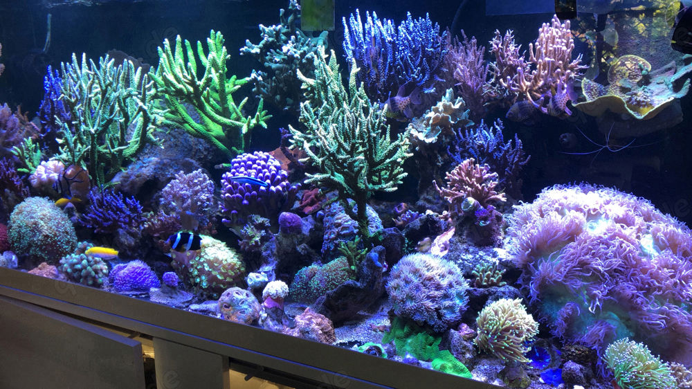 Verschiedene Korallenableger