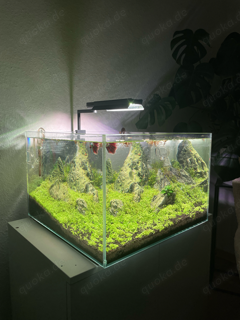 Aquarium Aquascape 60l