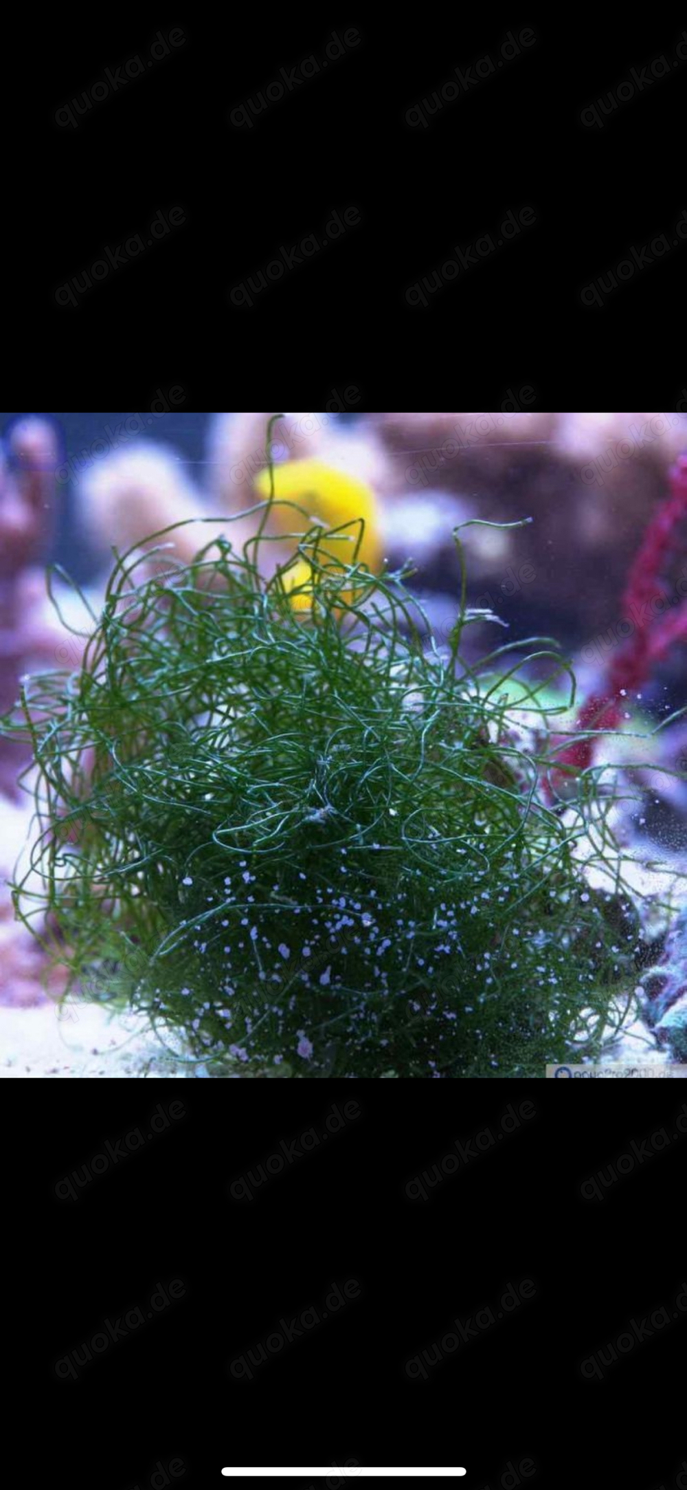 Meerwasser-, Salzwasser Makroalge: Drahtalge, Grünalge (chaetomorpha linum)