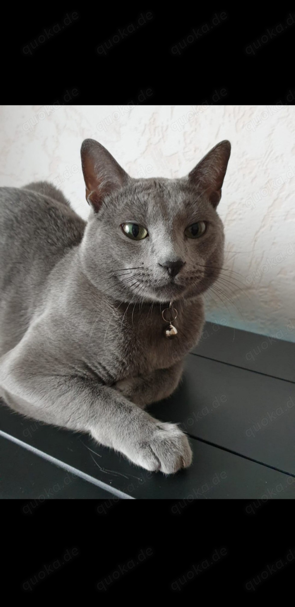 Deckkater  Russisch Blau  reinrassig 