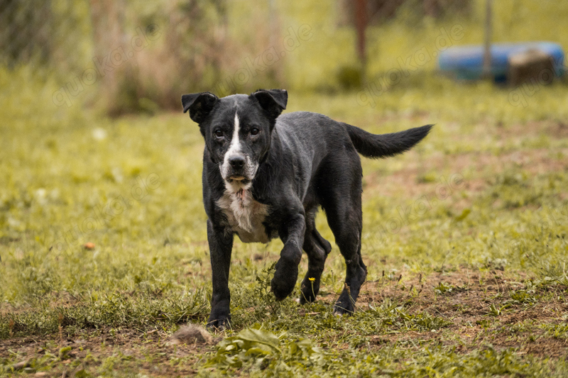 *SHERLOCK* Ein aktiver Senior, sehr sozial, neugierig und menschenbezogen