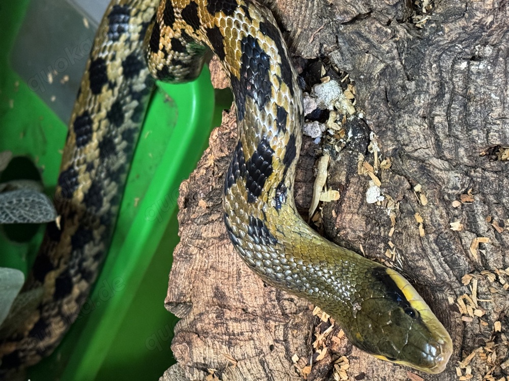 Orthriophis taeniurus (Taiwan Schönnatter)