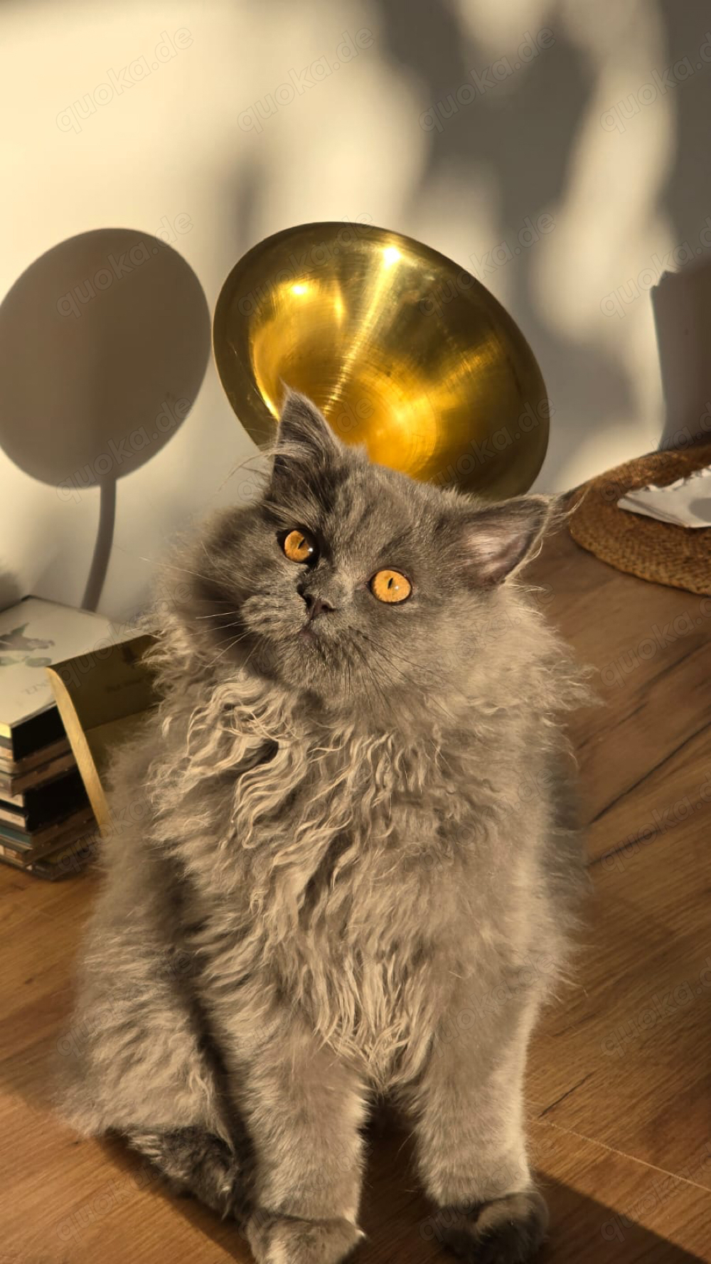 BKH Deckkater