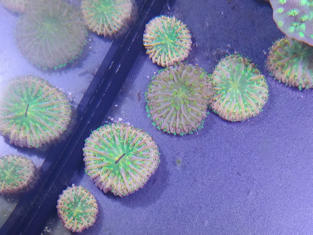 Fungia Multicolor Meerwasser