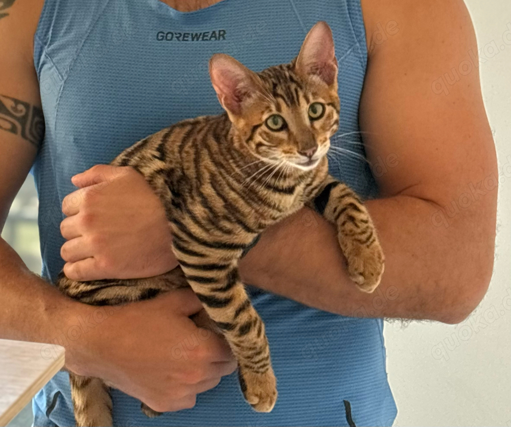 Toyger Kätzchen