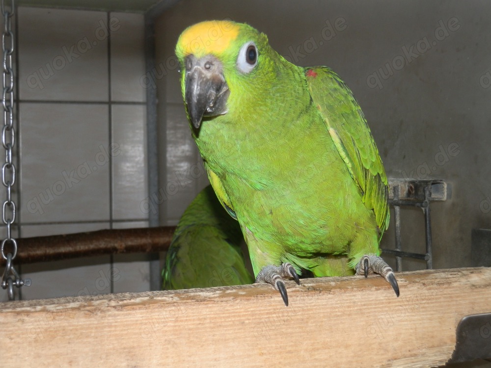 Blutsfremdes Paar Surinam -Amazonen, Gelbscheitel - Amazonen von 2025