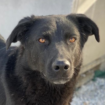 Acero, geb. ca. 01 2019, lebt in GRIECHENLAND, im städt. Tierheim Serres